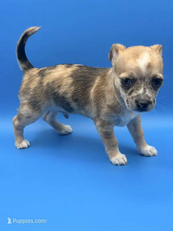 Chop, a male Chihuahua for sale in Palm Coast, FL – 1 of 3