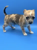 Chop, a male Chihuahua for sale in Palm Coast, FL – 1 of 3