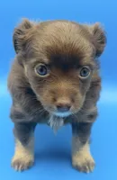 Zeus, a male Chihuahua for sale in Palm Coast, FL – 2 of 2
