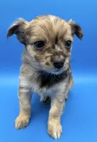 Rex, a male Chihuahua for sale in Palm Coast, FL – 2 of 2