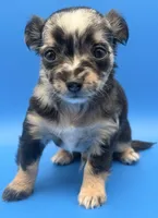 Peppy, a male Chihuahua for sale in Palm Coast, FL – 2 of 2