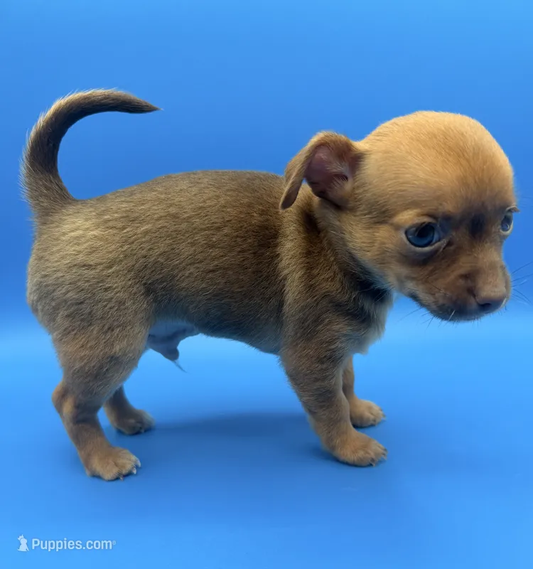 Gadget, a male Chihuahua for sale in Palm Coast, FL – 1 of 2