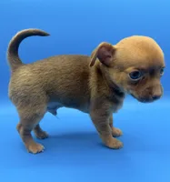 Gadget, a male Chihuahua for sale in Palm Coast, FL – 1 of 2