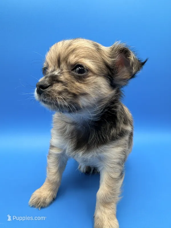 Rex, a male Chihuahua for sale in Palm Coast, FL – 1 of 2