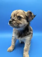 Rex, a male Chihuahua for sale in Palm Coast, FL – 1 of 2
