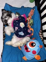 Nova, a female Shih Tzu for sale in Baton Rouge, LA – Photo 2 of 4