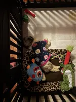 Nova, a female Shih Tzu for sale in Baton Rouge, LA – Photo 4 of 4