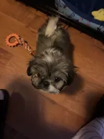 Nova, a female Shih Tzu for sale in Baton Rouge, LA – Photo 1 of 4