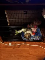 Nova, a female Shih Tzu for sale in Baton Rouge, LA – Photo 3 of 4