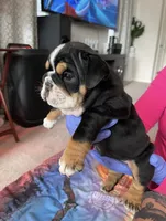 Coco, a female English Bulldog for sale in Pflugerville, TX – Photo 3 of 5