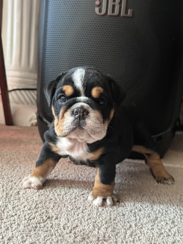 Coco – English Bulldog puppy for sale in Pflugerville, TX