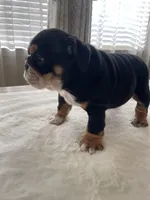 Coco, a female English Bulldog for sale in Pflugerville, TX – Photo 4 of 5