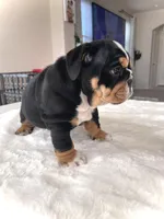 Coco, a female English Bulldog for sale in Pflugerville, TX – Photo 5 of 5