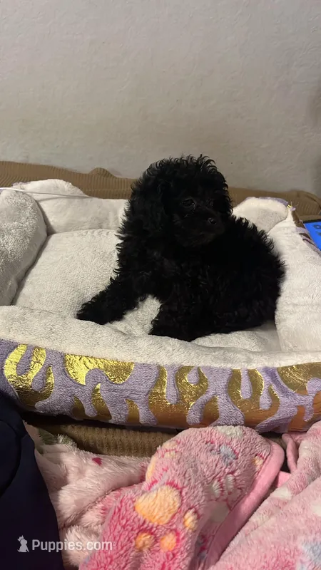 Blossom – Poodle - Toy  puppy for sale in Garland, TX