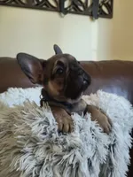 Buddy , a male French Bulldog for sale in Connecticut, CT – 4 of 6