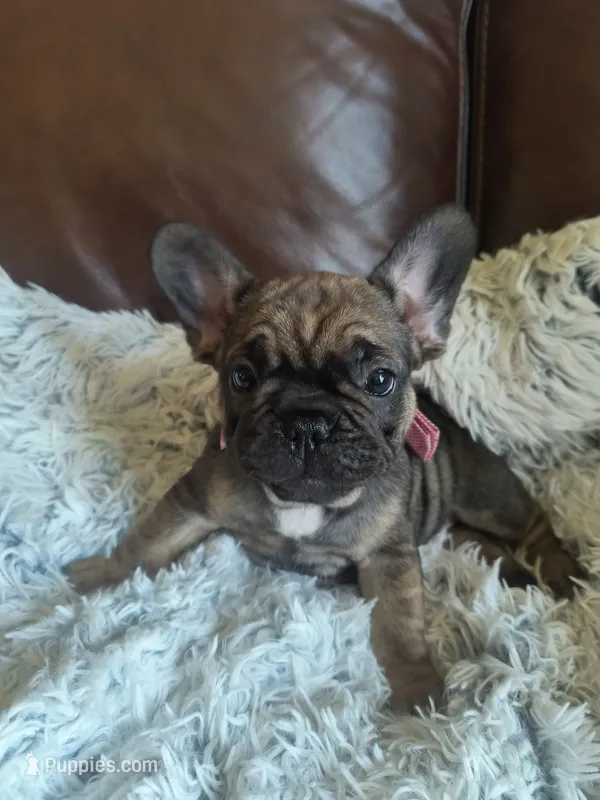 Bingo – French Bulldog puppy for sale in Connecticut, CT