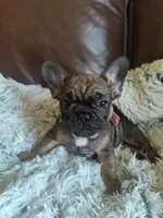 Bingo, a female French Bulldog for sale in Connecticut, CT – 1 of 6