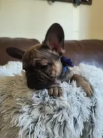 Buddy , a male French Bulldog for sale in Connecticut, CT – 3 of 6