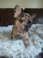 Bluey, a female French Bulldog for sale in Connecticut, CT – 1 of 4