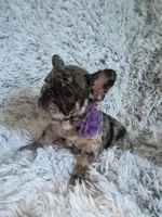 Bluey, a female French Bulldog for sale in Connecticut, CT – 3 of 4