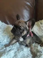 Bingo, a female French Bulldog for sale in Connecticut, CT – 2 of 6