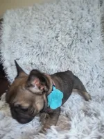 Indy, a female French Bulldog for sale in Connecticut, CT – 3 of 5