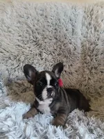 Chloe, a female French Bulldog for sale in Connecticut, CT – 1 of 6