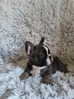 Chloe, a female French Bulldog for sale in Connecticut, CT – 4 of 6