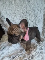 Bingo, a female French Bulldog for sale in Connecticut, CT – 5 of 6
