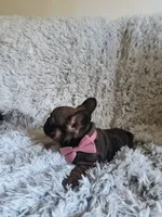 Bingo, a female French Bulldog for sale in Connecticut, CT – 6 of 6