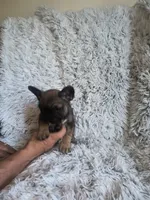 Indy, a female French Bulldog for sale in Connecticut, CT – 5 of 5