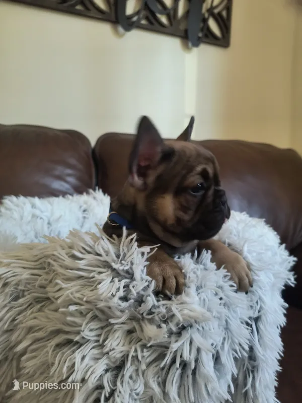 Buddy  – French Bulldog puppy for sale in Connecticut, CT