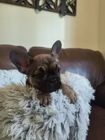 Buddy , a male French Bulldog for sale in Connecticut, CT – 2 of 6