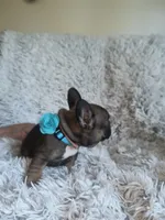 Indy, a female French Bulldog for sale in Connecticut, CT – 2 of 5