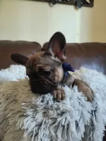 Buddy , a male French Bulldog for sale in Connecticut, CT – 5 of 6