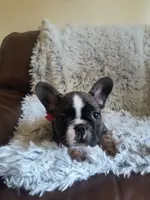Chloe, a female French Bulldog for sale in Connecticut, CT – 3 of 6
