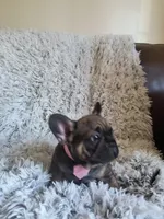 Bingo, a female French Bulldog for sale in Connecticut, CT – 3 of 6
