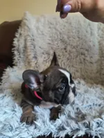Chloe, a female French Bulldog for sale in Connecticut, CT – 5 of 6