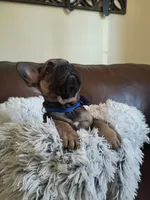 Buddy , a male French Bulldog for sale in Connecticut, CT – 6 of 6