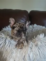 Bluey, a female French Bulldog for sale in Connecticut, CT – 4 of 4