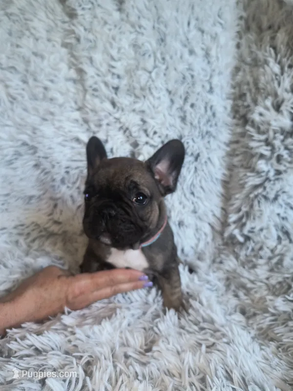 Indy – French Bulldog puppy for sale in Connecticut, CT