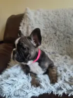 Chloe, a female French Bulldog for sale in Connecticut, CT – 6 of 6