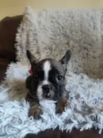 Chloe, a female French Bulldog for sale in Connecticut, CT – 2 of 6