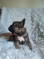Indy, a female French Bulldog for sale in Connecticut, CT – 4 of 5