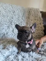 Bingo, a female French Bulldog for sale in Connecticut, CT – 4 of 6