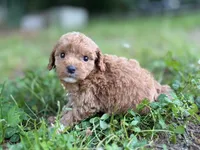Peanut, a male Cavapoo for sale in Atkins, AR – 2 of 3
