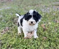 Cali, a female Sheepadoodle for sale in Atkins, AR – Photo 2 of 4