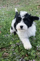 Cali, a female Sheepadoodle for sale in Atkins, AR – Photo 3 of 4