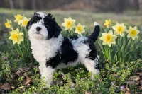 Cali, a female Sheepadoodle for sale in Atkins, AR – Photo 4 of 4