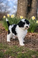 Cali, a female Sheepadoodle for sale in Atkins, AR – Photo 1 of 4